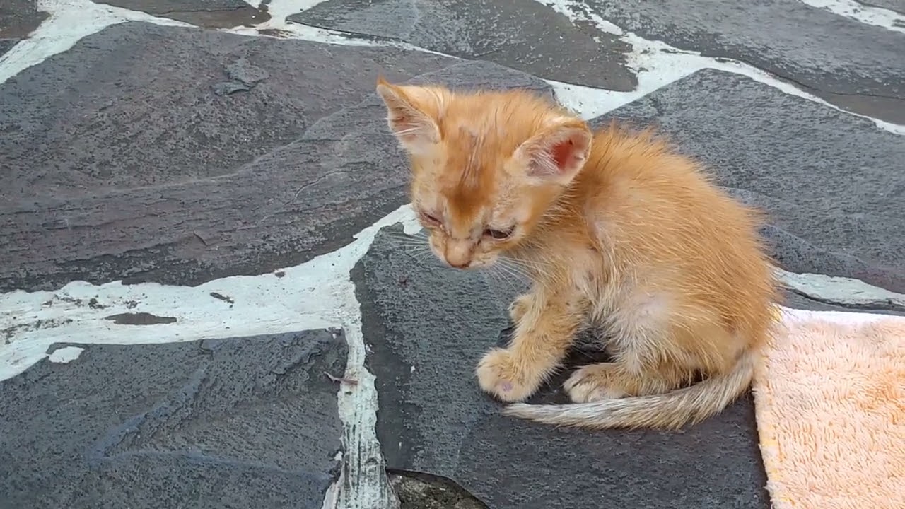 alone, the mother cat doesn't want to breastfeed the kittens, left behind by the death Siblings,mèo