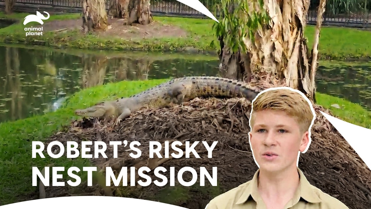 Will Robert Irwin Removes Croc Eggs from Nest?| Crikey! It's The Irwins S1 E13,14 | Animal Planet