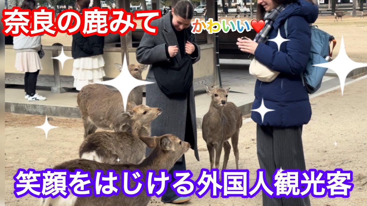 奈良の鹿みて‼️笑顔をはじける外国人観光客🫎NARA  PARK