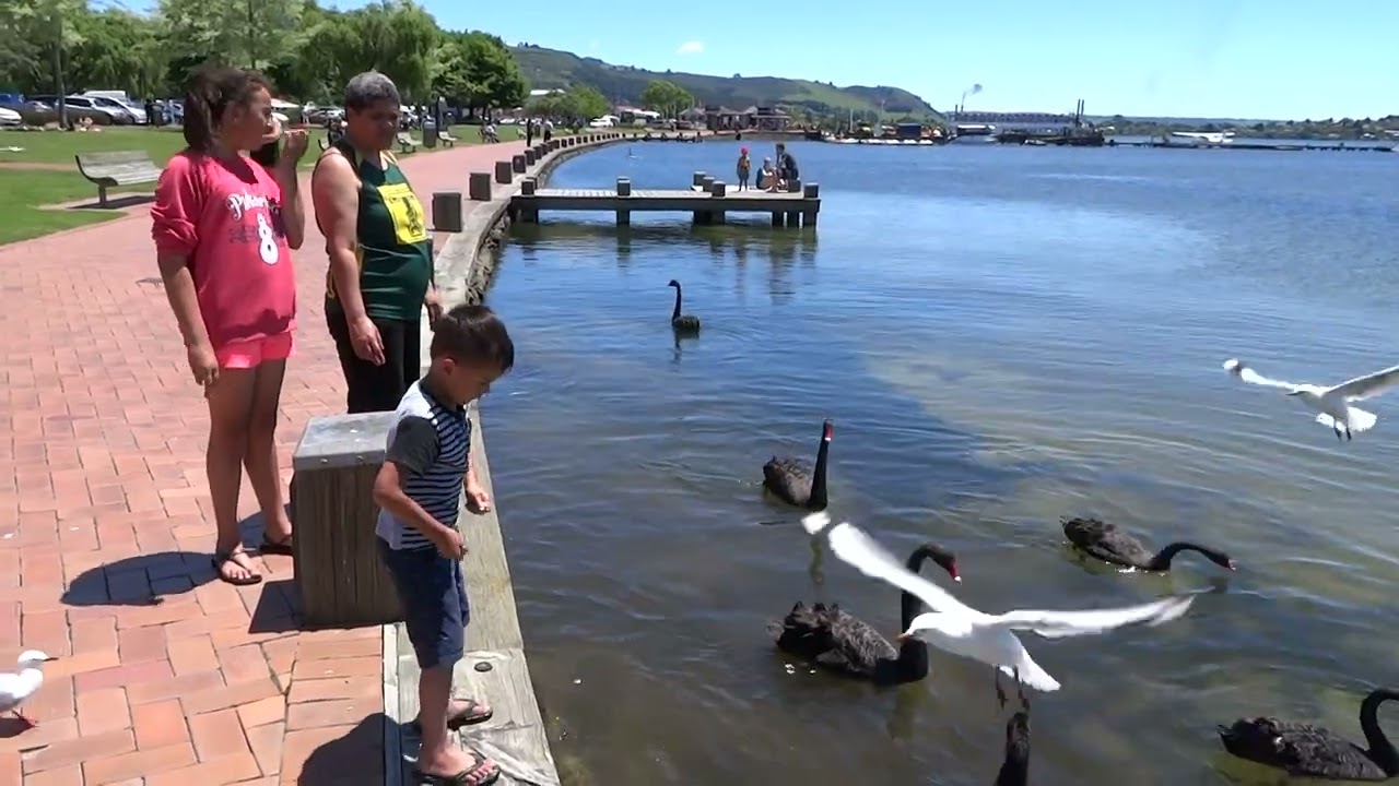 Lake TAUPO and Black Swans in New Zealand