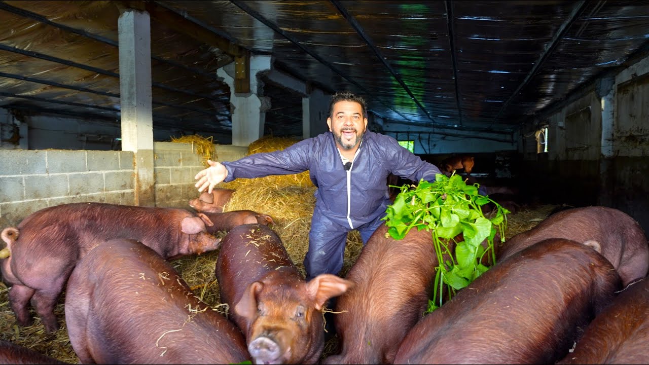 Immersion Chez Ti'Roc de Plaines - Un des Meilleur Cochon de La Réunion