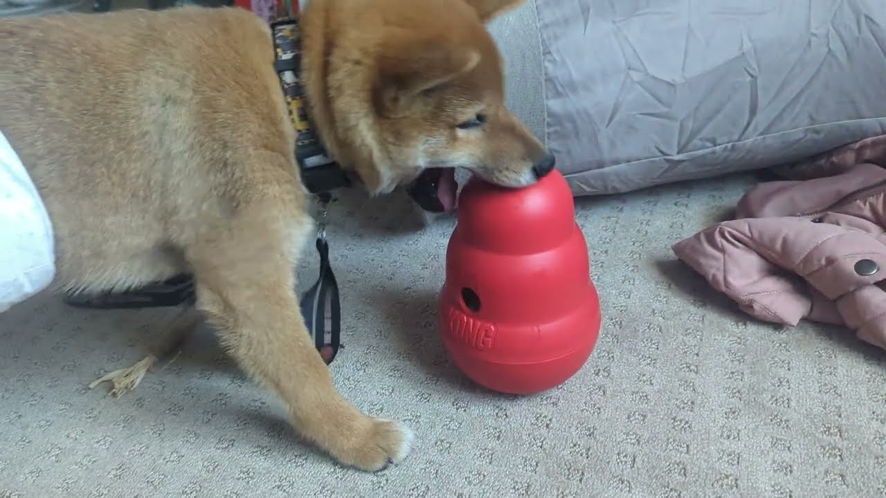 Shiba Inu Puppy Bested by Kong Dispenser | Panko Outsmarted by Doodoohive's Defenses