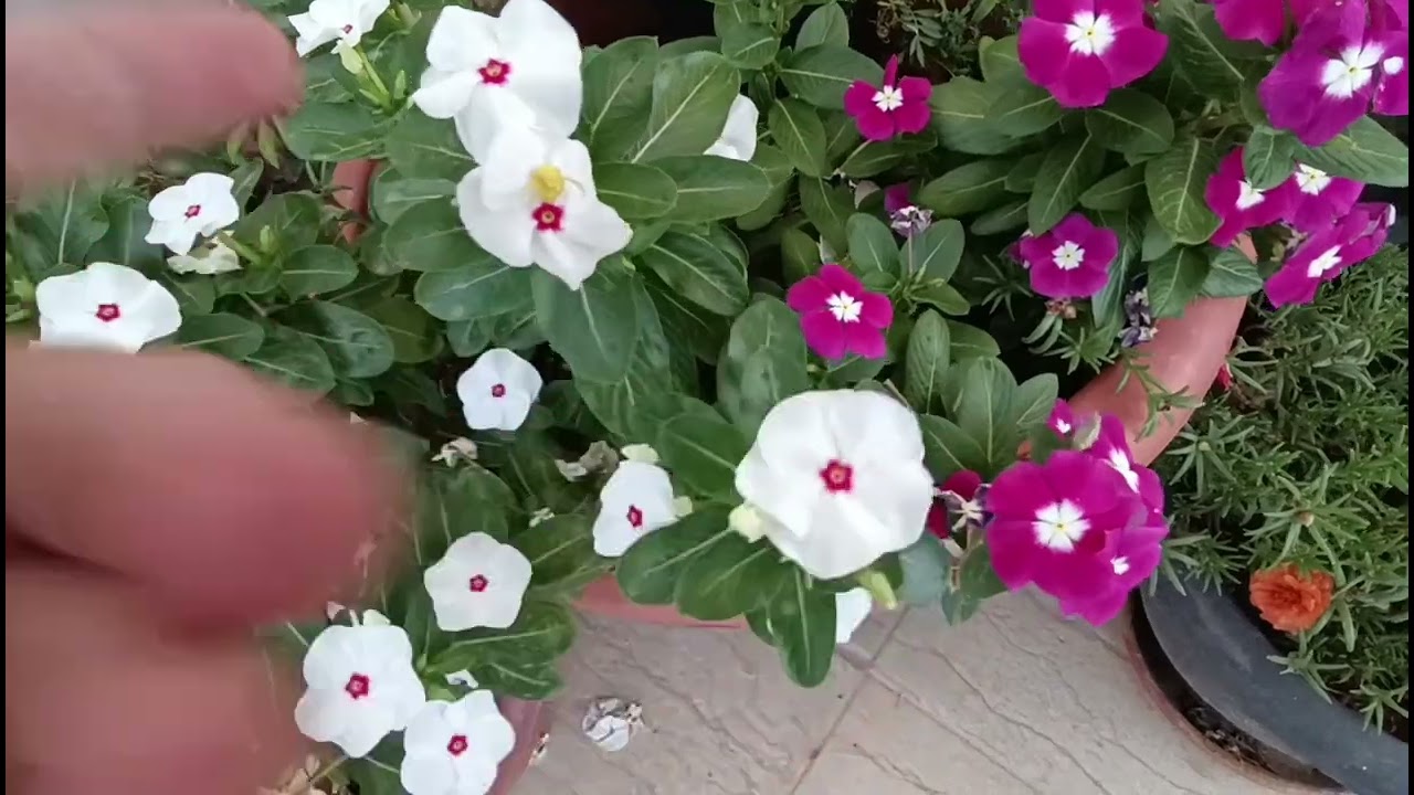 مساء التفائل والحب مع حفيداتي 🫶