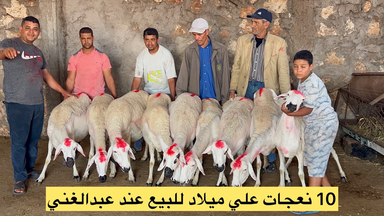 الله يبارك من ضيعة عبدالغني عندو 10 نعجات دفعات علي ميلاد معروضين للبيع
