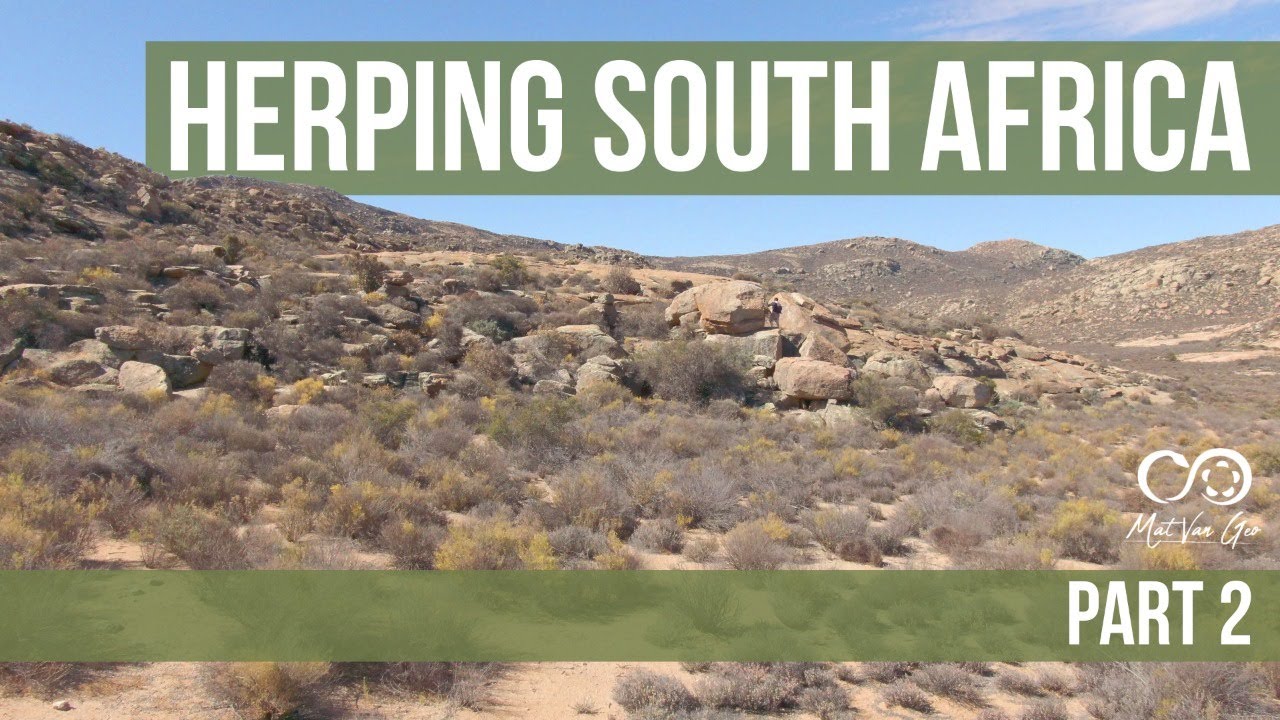 Herping South Africa Part 2 - The Northern Cape