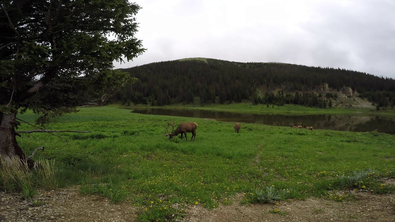 Elk Herd in Rocky Mountain National Park near Poudre Lake