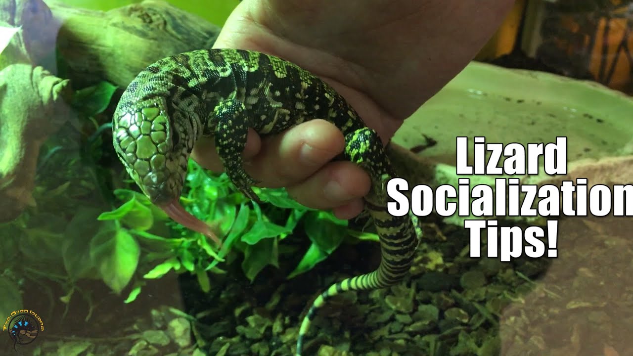 Tips for Socializing Young Tegus and Other Pet Lizards! 💖🦎