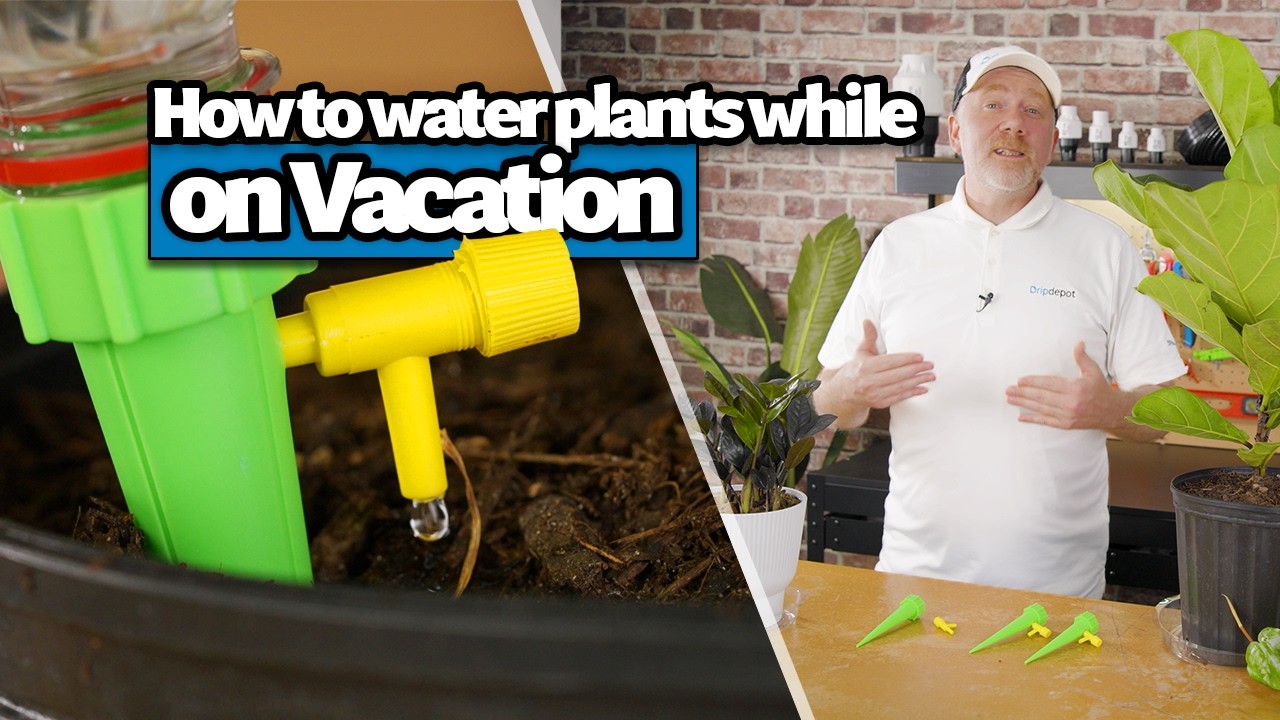 How to Keep Plants Watered while on Vacation