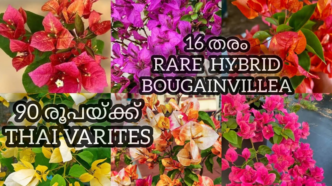 Rare varites കളുടെ ചെറിയ പ്ലാന്റുകള്‍/90 രൂപയുടെ thai varites/RAMADAN 🌙 🌙  OFFERS 
