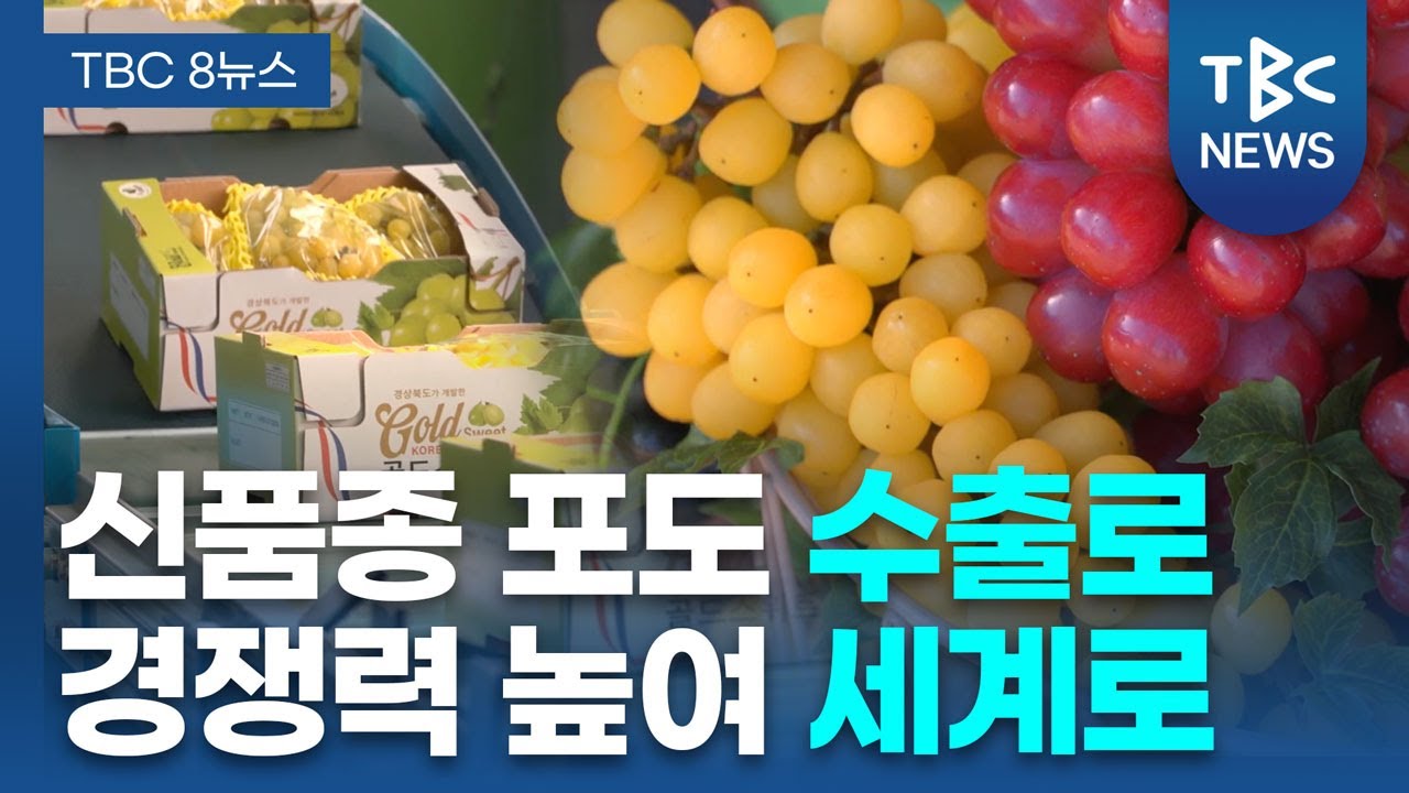 ‘글로리스타’’골드스위트’ 경북 신품종 포도 세계로ㅣTBC뉴스