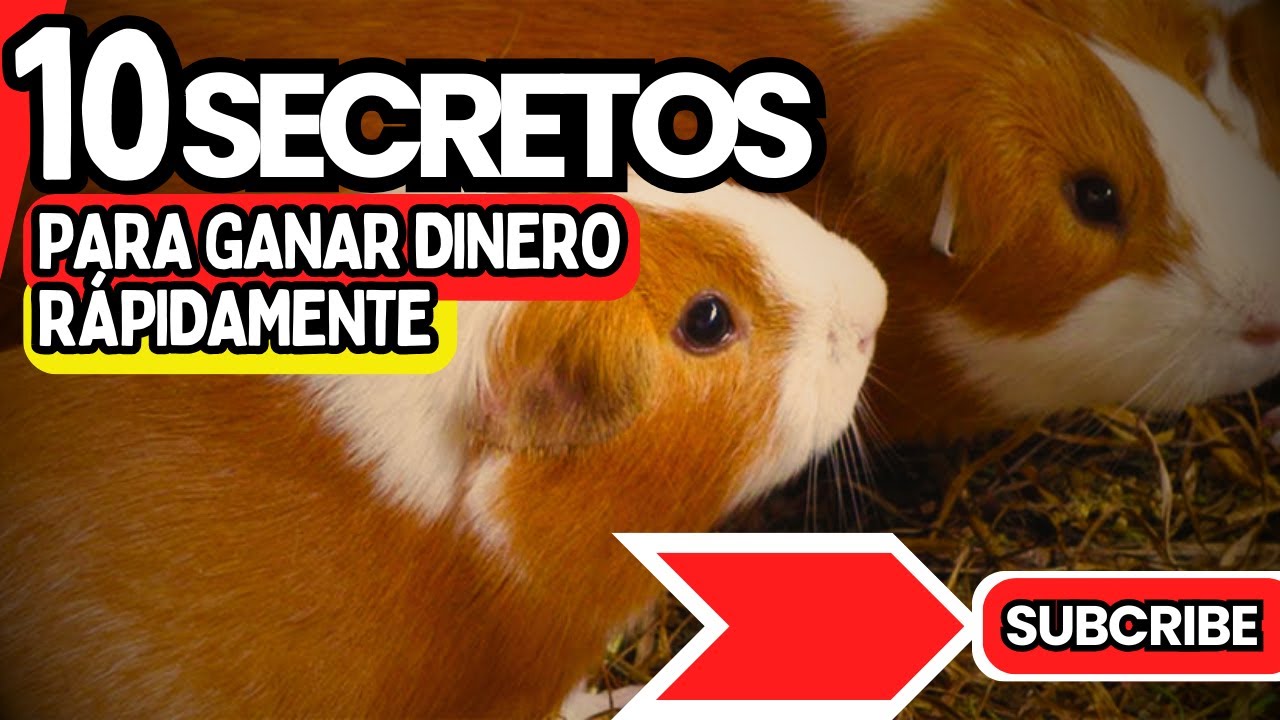 10 Secretos REVELADOS para ganar DINERO en cuyes PRODUCTORES de CARNE