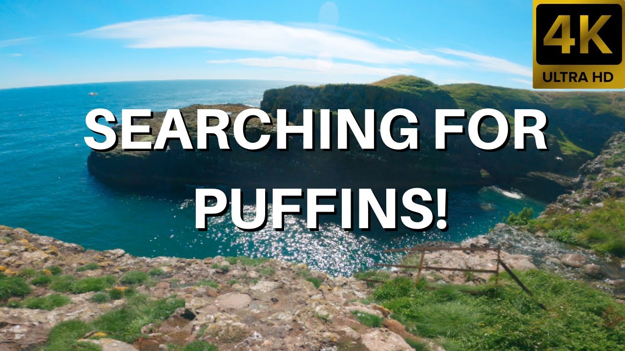 Searching for Puffins in Scotland! (4K walk)