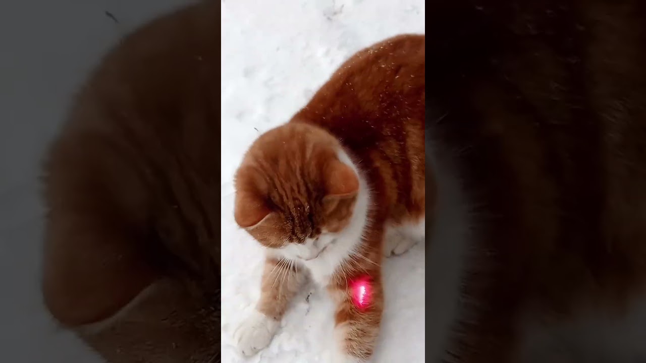 12 февраля 2026 г.