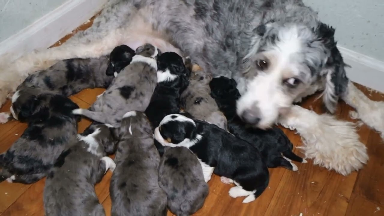 Blue Diamond Posey XXX F2 Mini Bernedoodle Litter