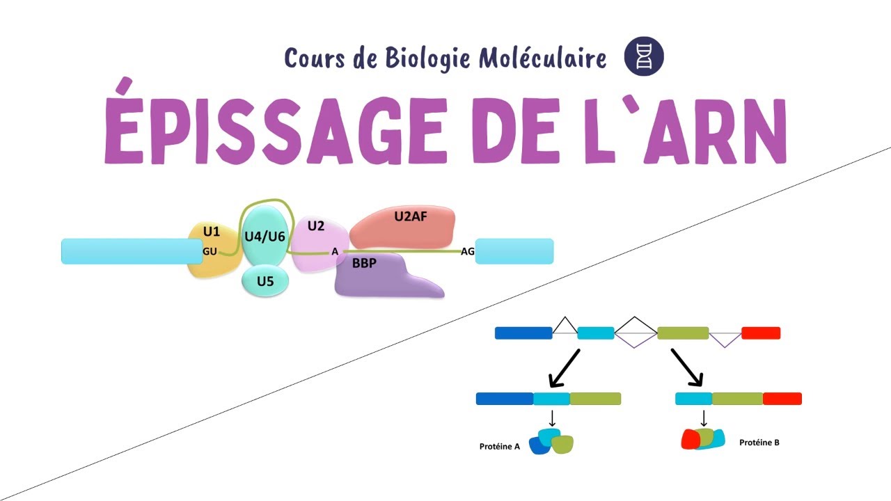 ÉPISSAGE DES GÈNES (Maturation de l'ARN pré-messager) | Biochimie Facile