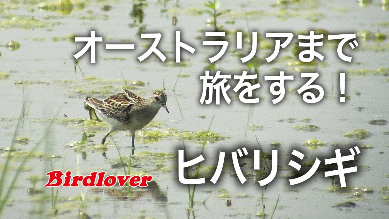 シギチの群れの中に見つけたヒバリシギ / Long-toed Stint
