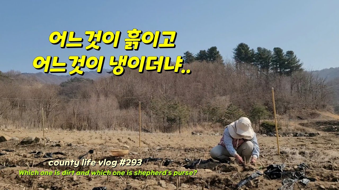 ENG | 겨울냉이캐서 된장국에 냉이밥🌿🍚 비트를 남김없이 먹어치우는 토끼의 먹방🫜🐰#시골일상 vlog 