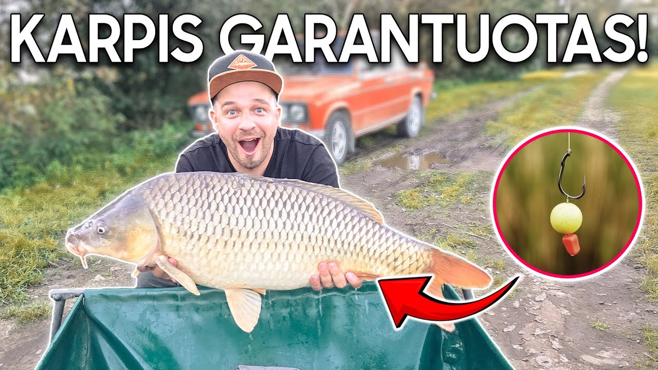 Kaip pagauti karpį lengvai? Žingsniai, kuriuos žino tik rimti karpininkai
