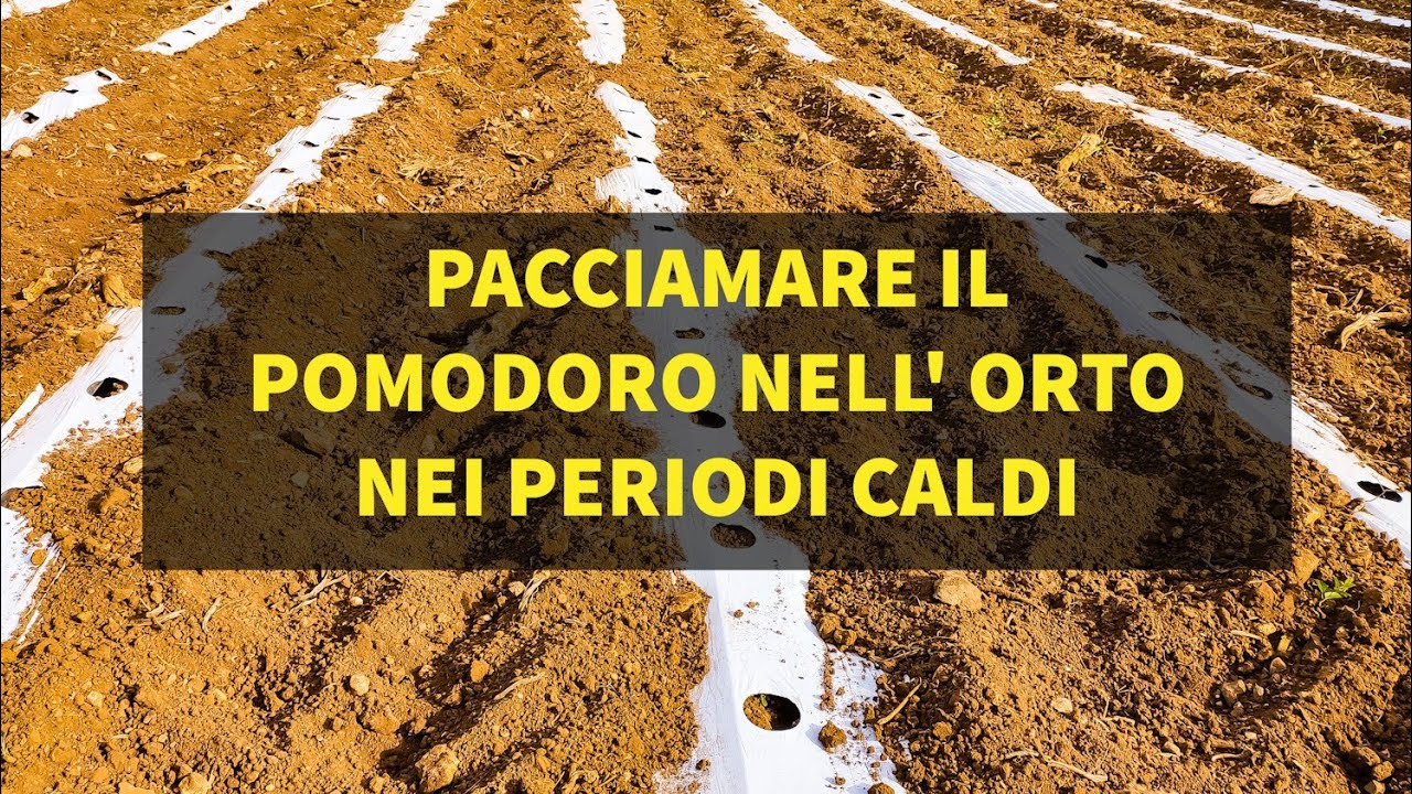 Pacciamare il Pomodoro nell' Orto nei periodi caldi