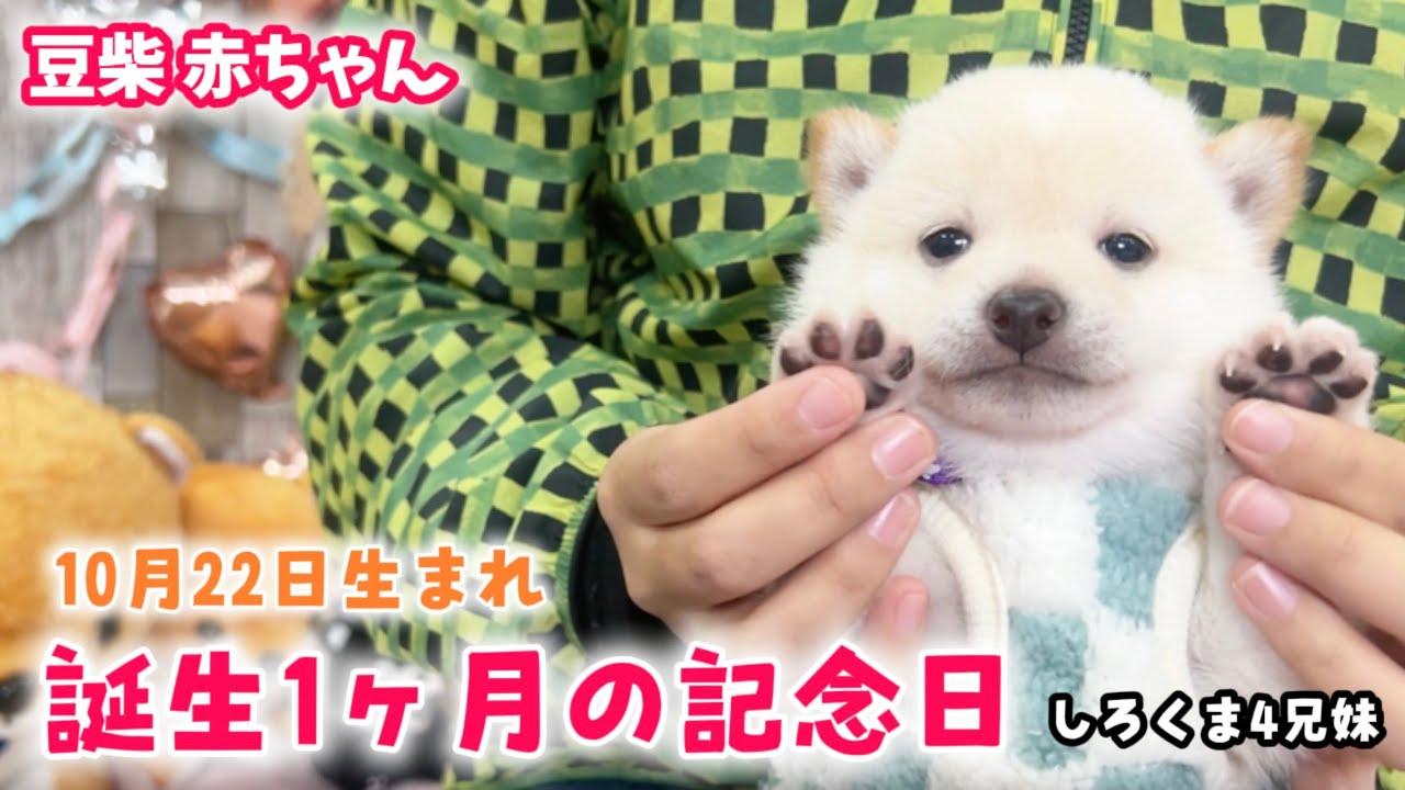 【豆柴犬】激カワしろくま４兄妹の生後１ヶ月記念撮影会を開催しました！【子犬と癒し】まめしば亭ブログvlog