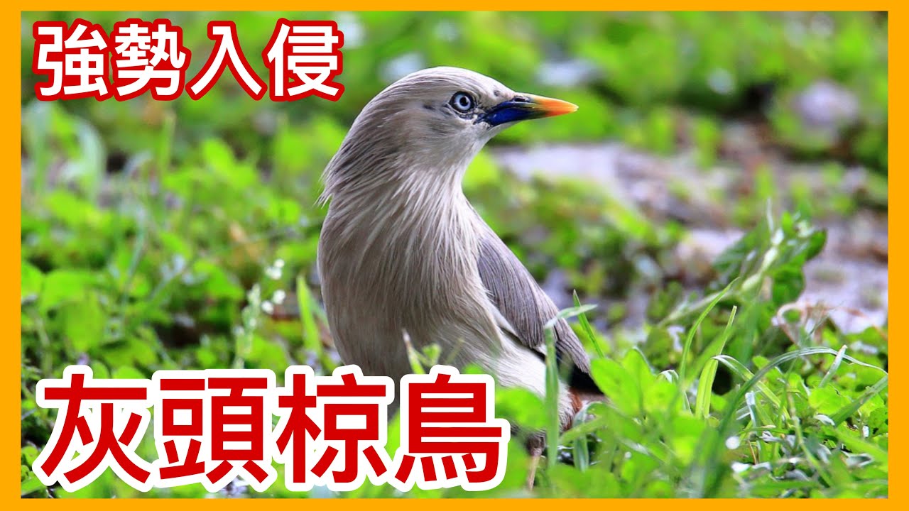 外來種來襲？！族群數量急遽擴張的「灰頭椋鳥」！美麗的外表下卻隱藏著入侵危機？【太神奇了傑克】