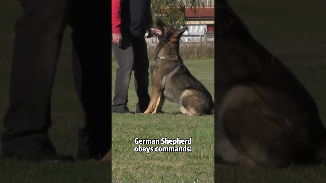 This German Shepherd Does Everything. His Husky Refuses to Move 