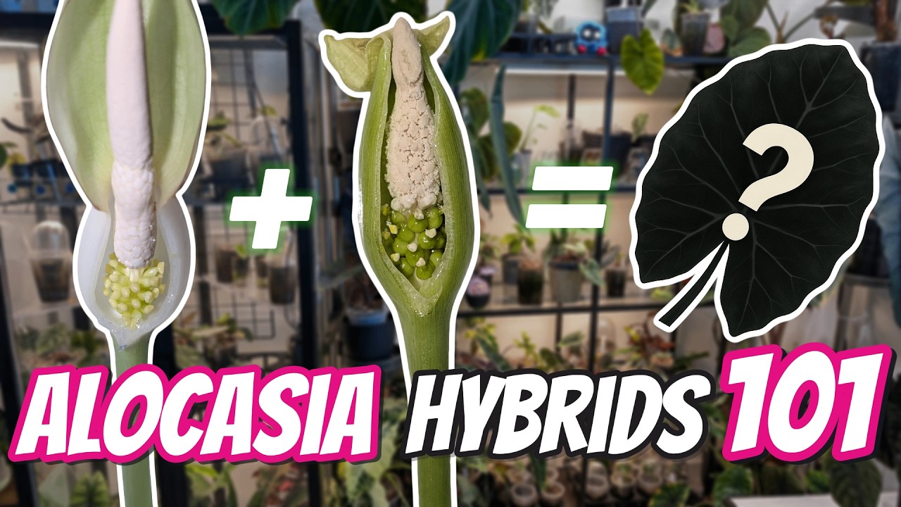 Учебное пособие по опылению алоказии для начинающих | Пошаговое руководство по гибридизации соцветий