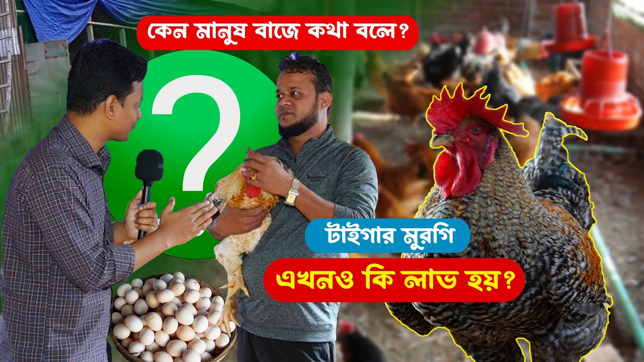 কেমন আছে টাইগার মুরগি খামারি আল-আমিন ভাই ? মুরগিতে কি লাভ হয় || কৃষি ঘর