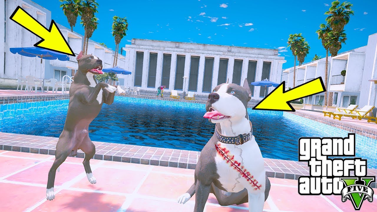 YAVRU PİTBULL ABİSİ KAOS'UN ÖLMEDİĞİNİ ÖĞRENİYOR! - GTA 5