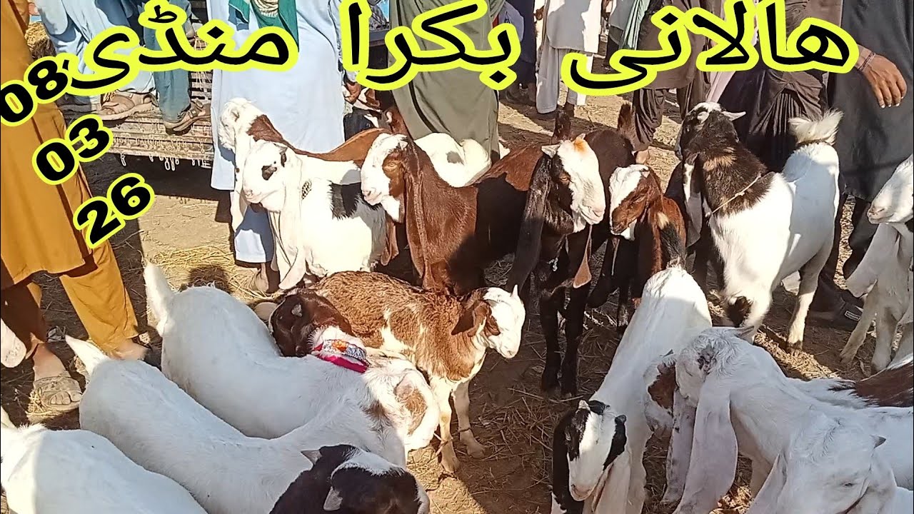 Halani Bakra Mandi 2026 | Big Goat Market in Halani Sindh | Bakra Mandi 08 March 2026