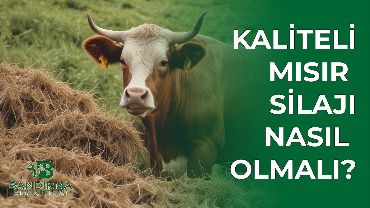 🌾🐂 Kaliteli Mısır Silajı Nasıl Olmalı?🌾🐂