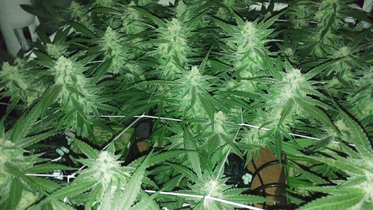 This is the bud porn you've been looking for! Gorilla Glue & Black Sugar Rose!