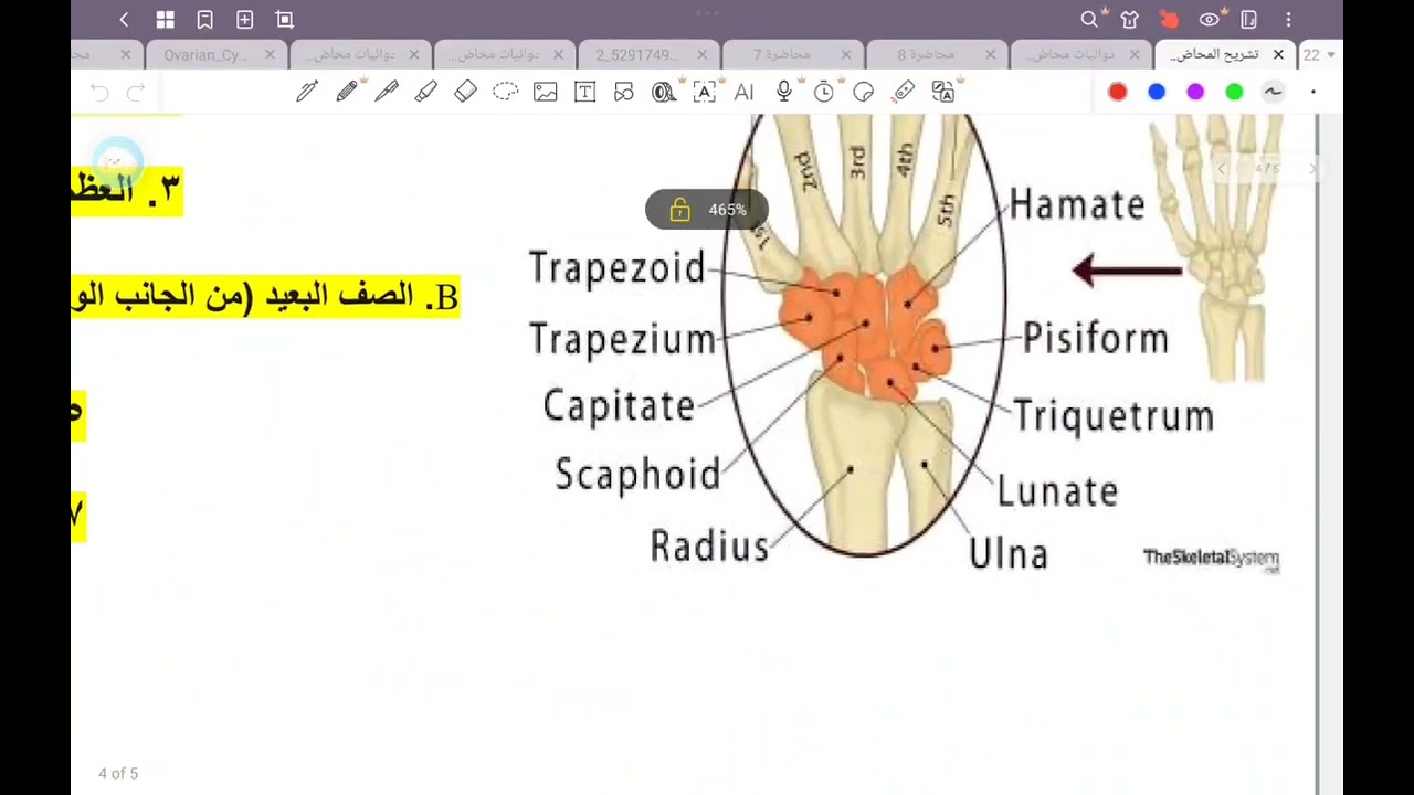تشريح محاضرة سادسة ج1