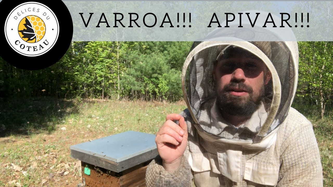 Gestion du varroa avec de l'Apivar au printemps