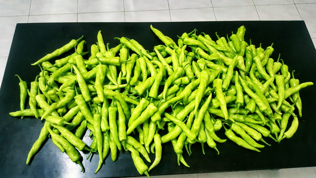 CARA MENANAM CILI  DARI TUNAS AIR