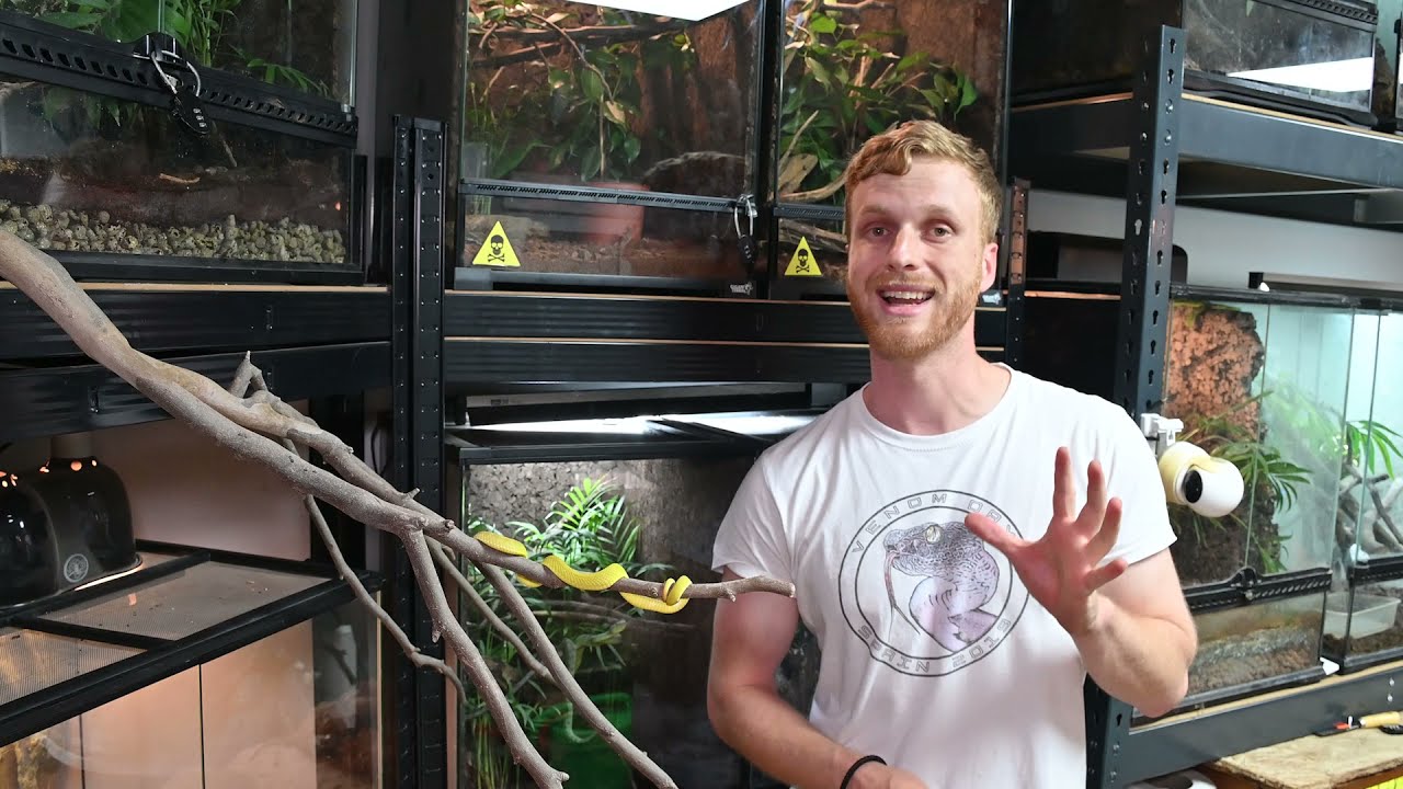 Las serpientes más impresionantes de la naturaleza - Trimeresurus