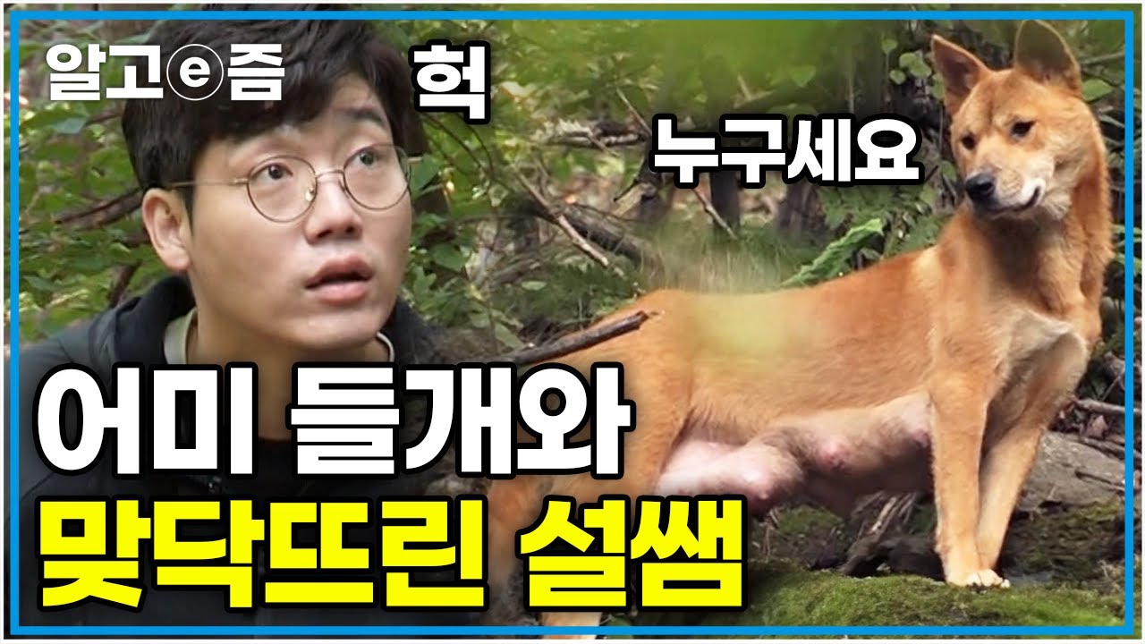 🚨실제상황🚨긴장감 넘치는 들개 가족 구조 현장! 어미 들개 포획 작전은 성공할 수 있을 것인가│들개 가족을 구하라│세상에 나쁜 개는 없다│알고e즘
