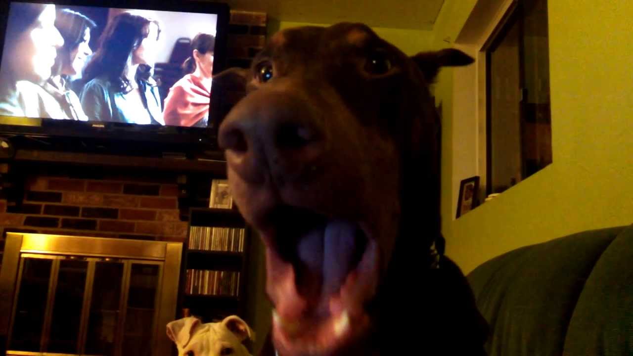 Doberman Pinscher Cries For Pizza
