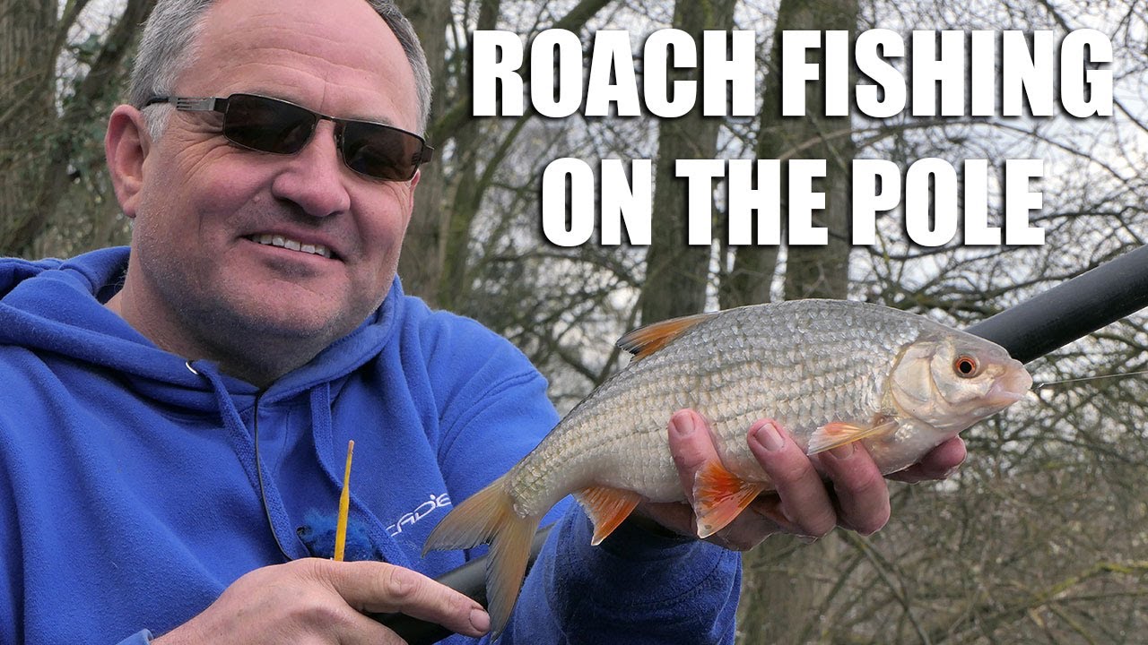 Quality Roach on the Pole