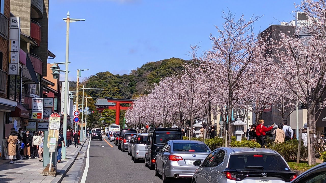 鎌倉｜桜満開の参道と鶴岡八幡宮周辺さんぽ #4K
