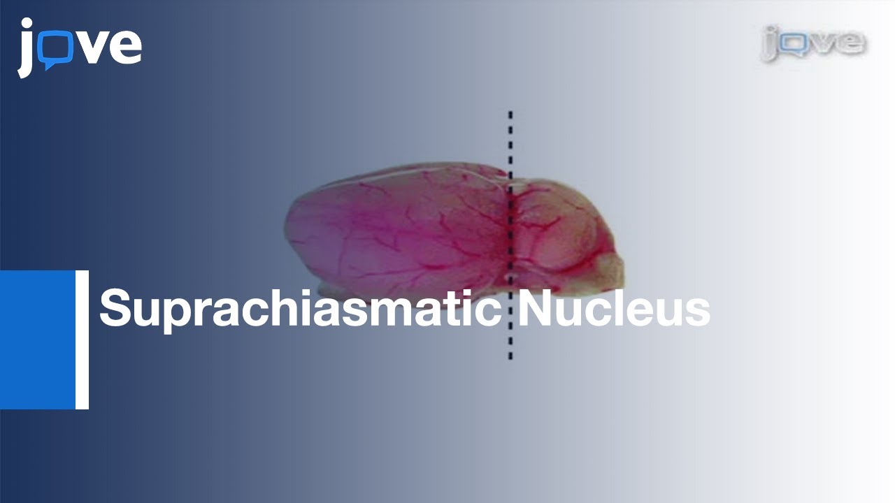Organotypic Tissue Culturing & Luciferase Recording: Clock Gene Activity l Protocol Preview