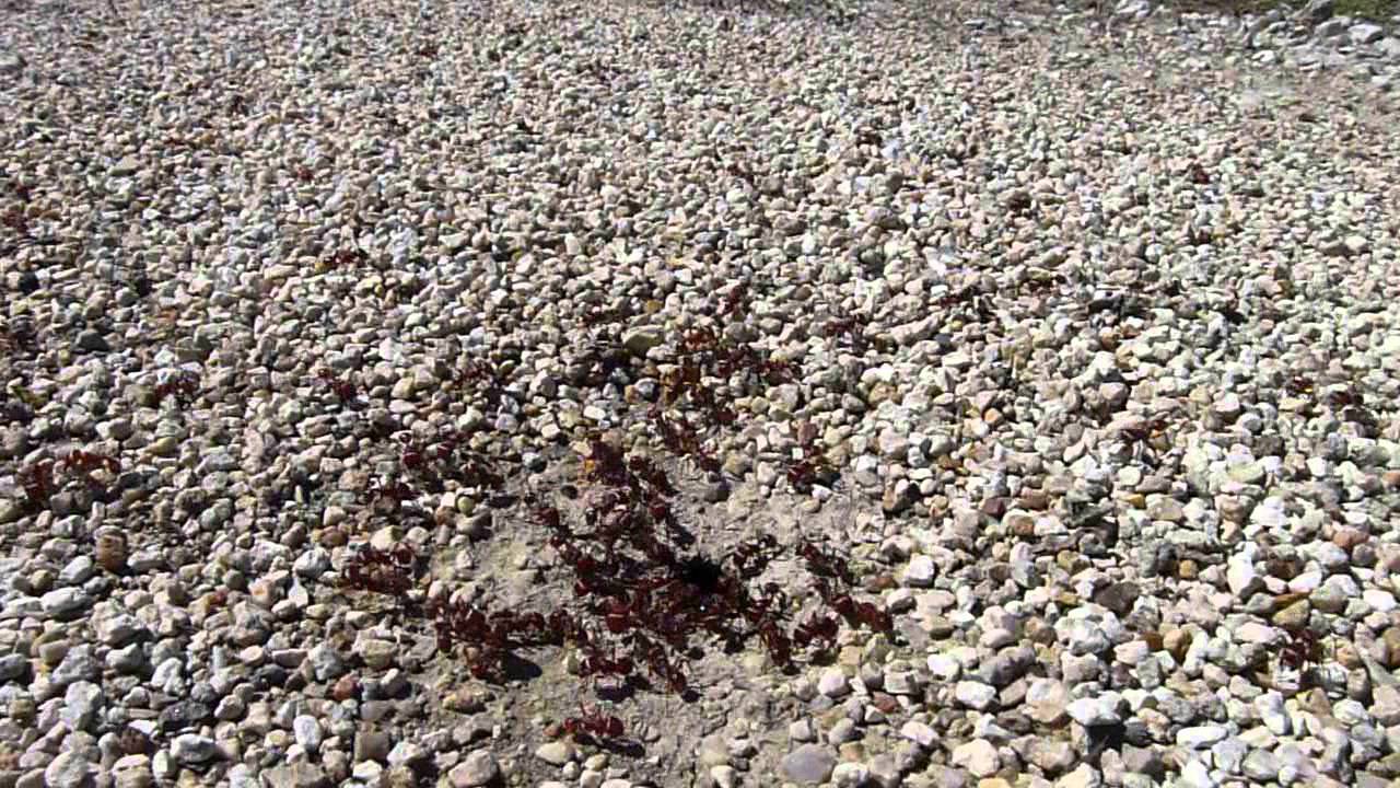 Red Ants in Texas.