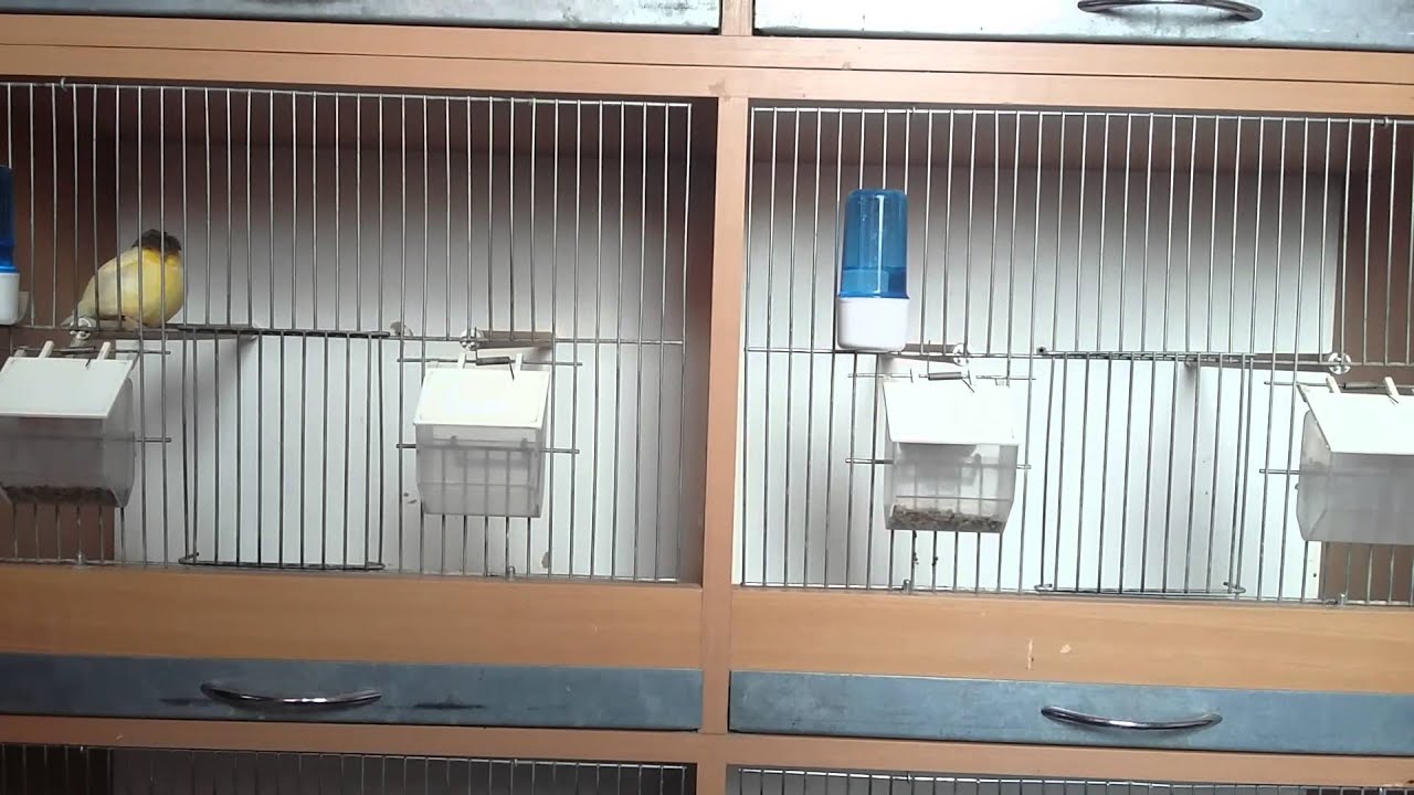 Nowy regał, kanarek, gloster