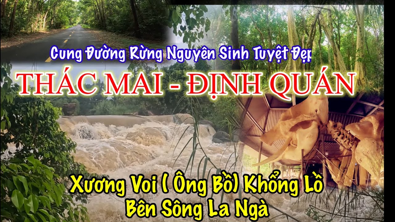 Ông Voi bên bờ Thác Mai sông La Ngà và cung đường rừng nguyên sinh ở Định Quán.