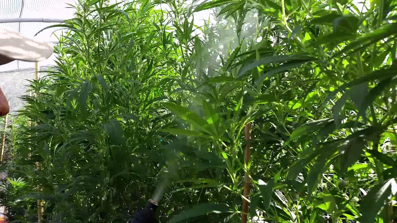 How to Use An Atomizer for Bug Prevention While Growing Cannabis