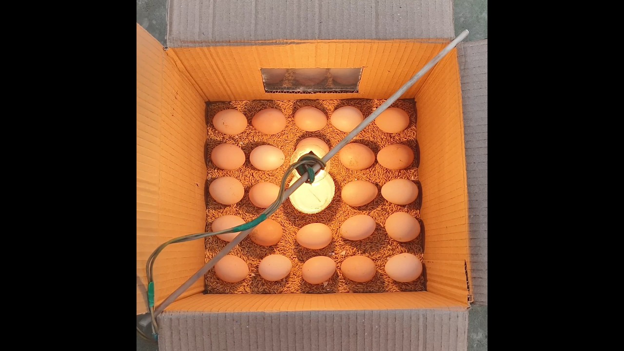 Incubator for chicken eggs || How to hatch a chicken egg at home