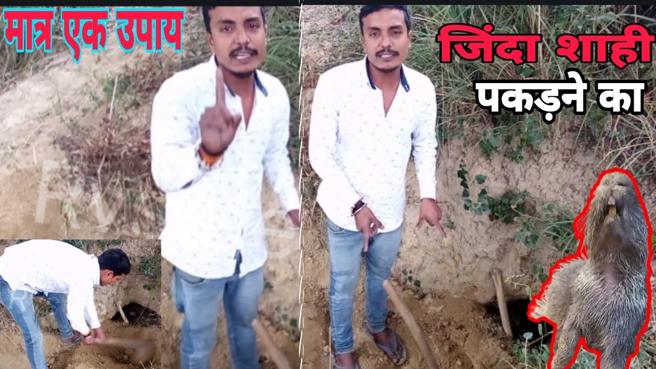 sahi pakadne ka tarika शाही कैसे पकड़ते है How to catch porcupine animel