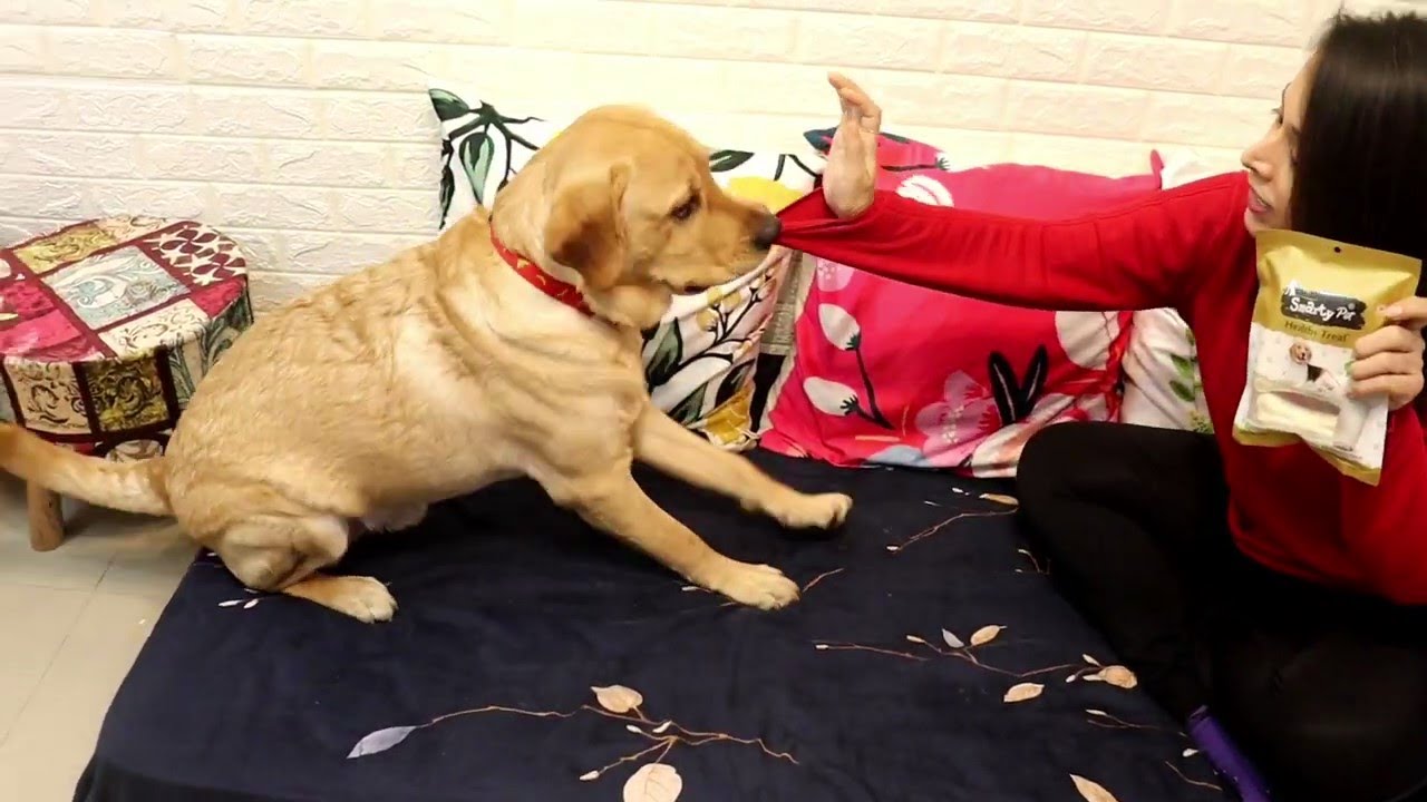 Labrador MILO Fighting with Mumma for his favourite snack 😋😋
