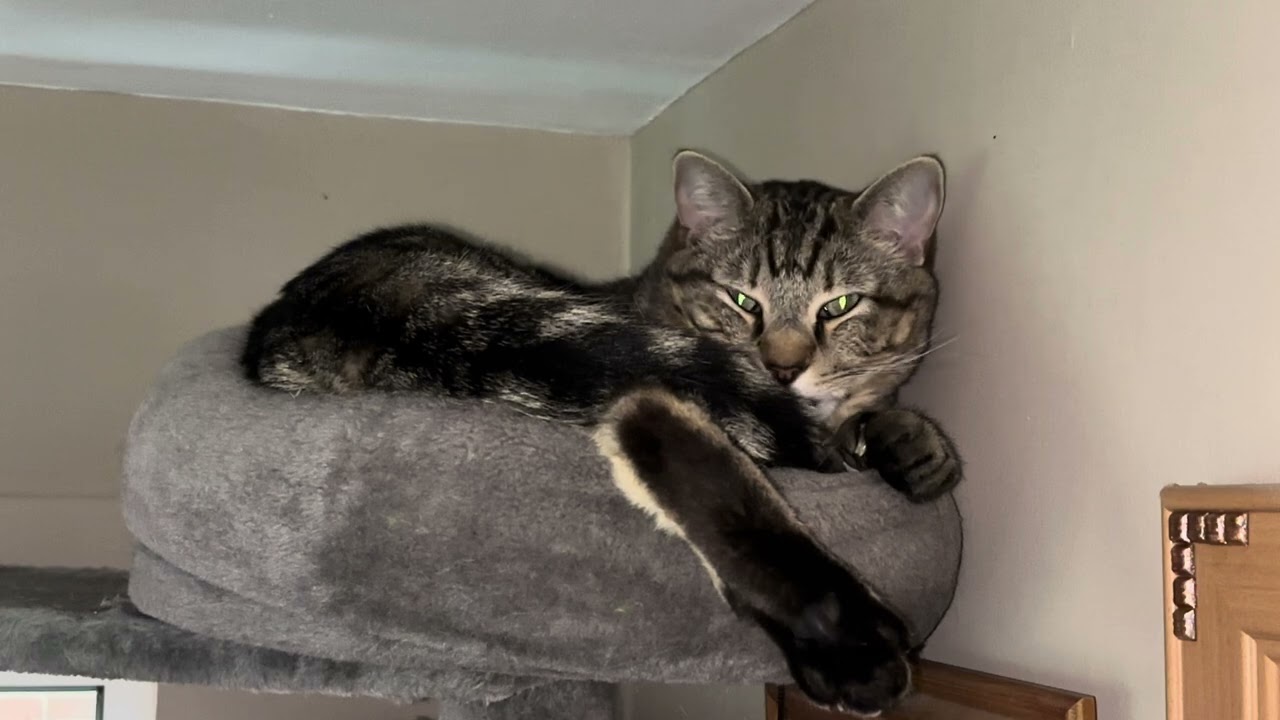 January 20th 2026: Compline Service: The Vic and The Bear (squished at the top of an old cat tree!)