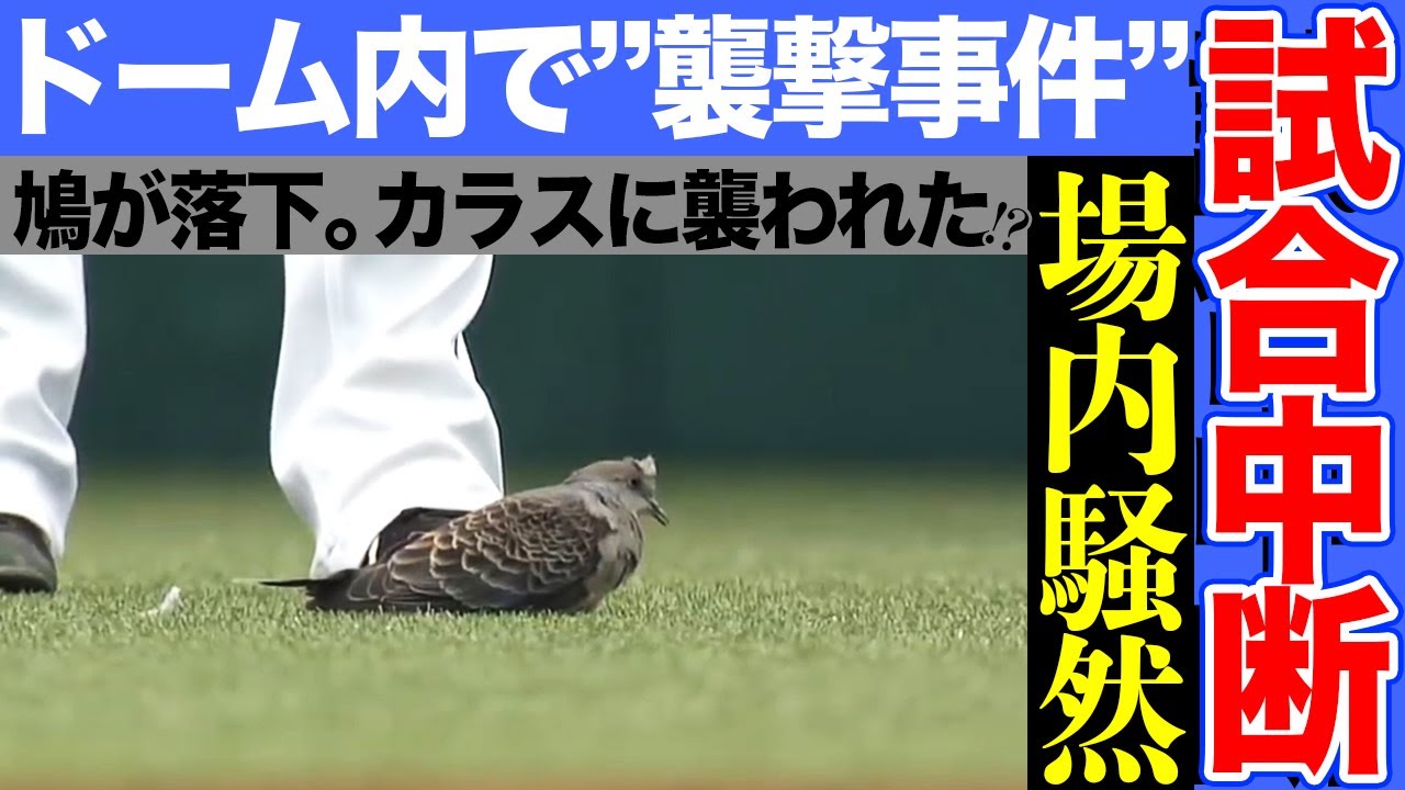 【ドーム内で襲撃事件】鳥が鳥を打ち落とし、異例の試合中断